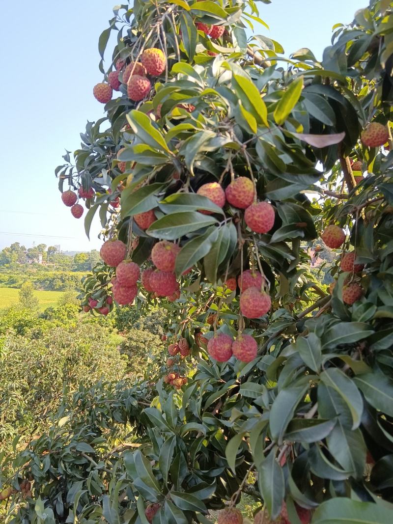 四川荔枝树苗场荔枝树大苗基地妃子笑仙进奉白糖罂果苗