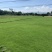 台湾草