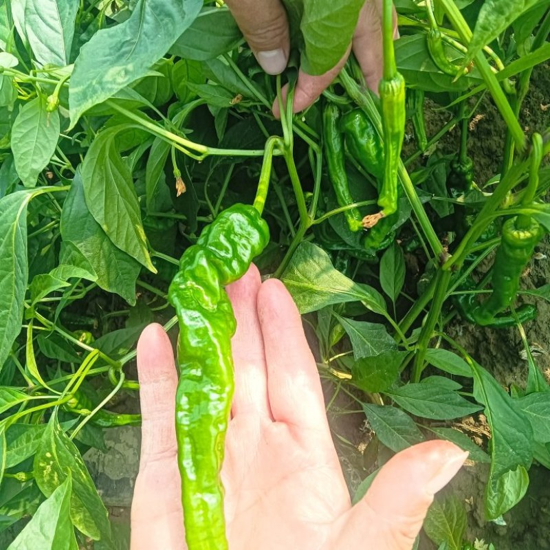 皱皮辣椒，青红线椒种植大户，产地直发