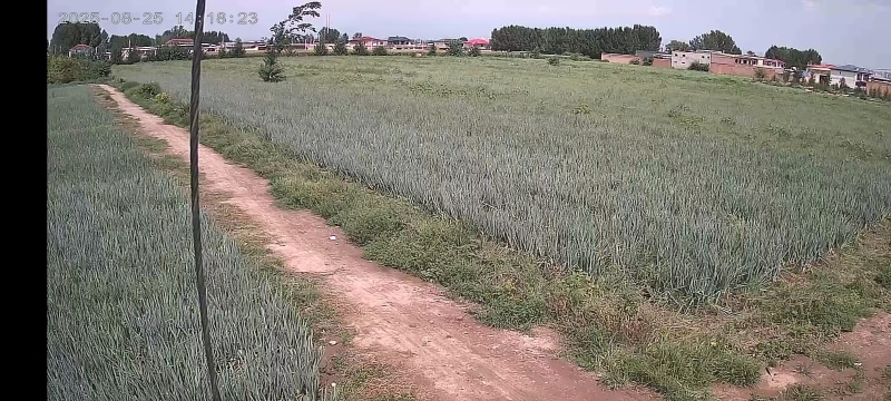 长白大葱