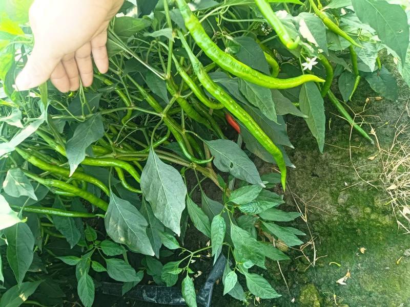 皱皮辣椒，青红线椒种植大户，产地直发