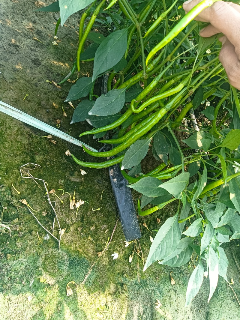 皱皮辣椒，青红线椒种植大户，产地直发