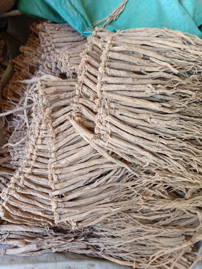 甘肃白条党参