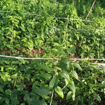 云南紫花野生繁育大百部