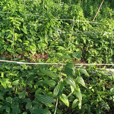 云南紫花野生繁育大百部
