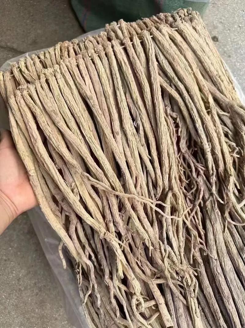 甘肃白条党参