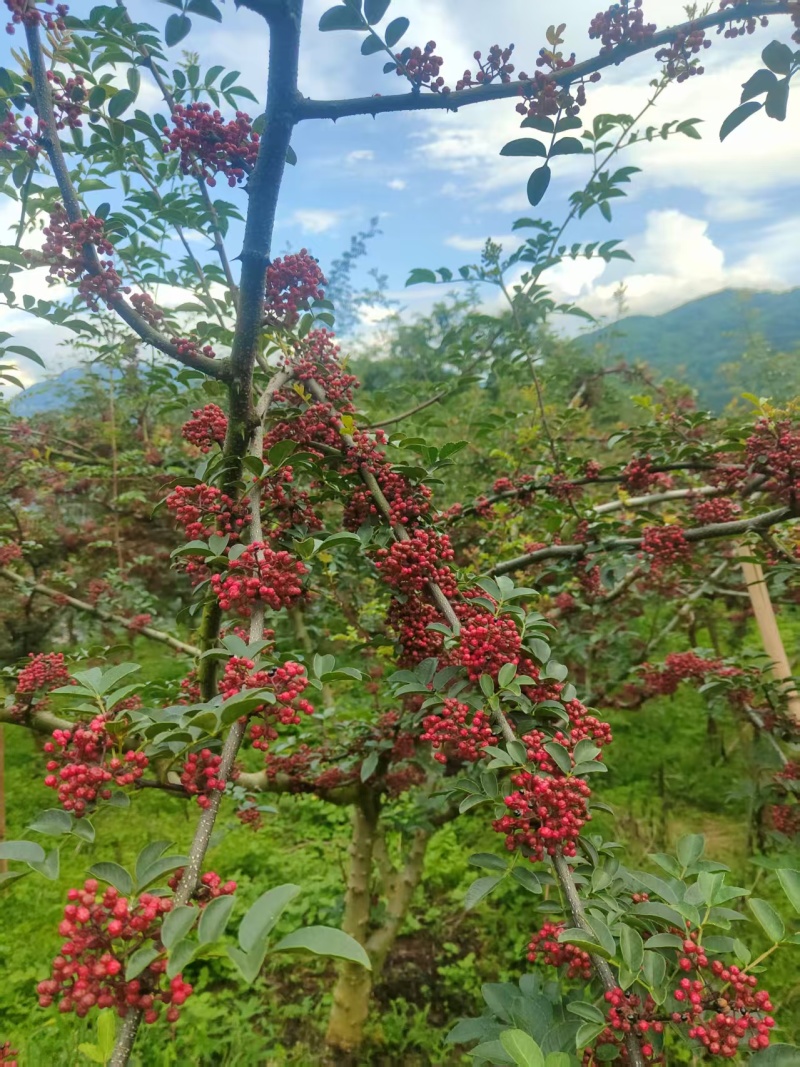 四川汉源贡椒/四川花椒/汉源花椒/对接全国价格便宜