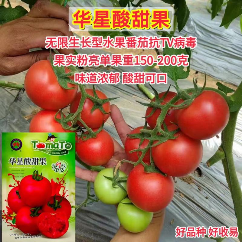 华星酸甜果水果番茄种子口感好无限生长高产抗TY病春秋播