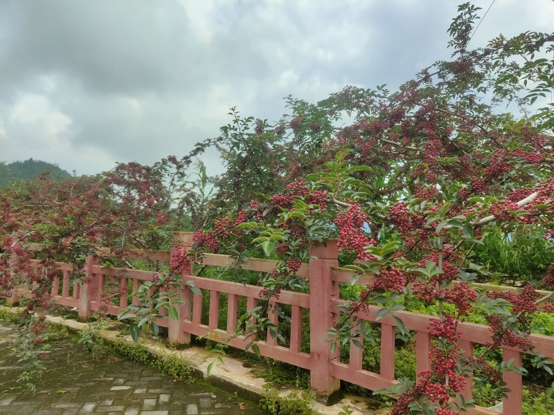 四川汉源贡椒/四川花椒/汉源花椒/对接全国价格便宜