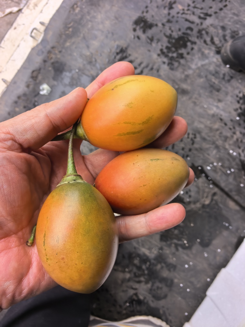 树番茄，鸡蛋果