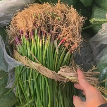 晨宝洋葱苗免费技术指导提供销路正规育苗基地