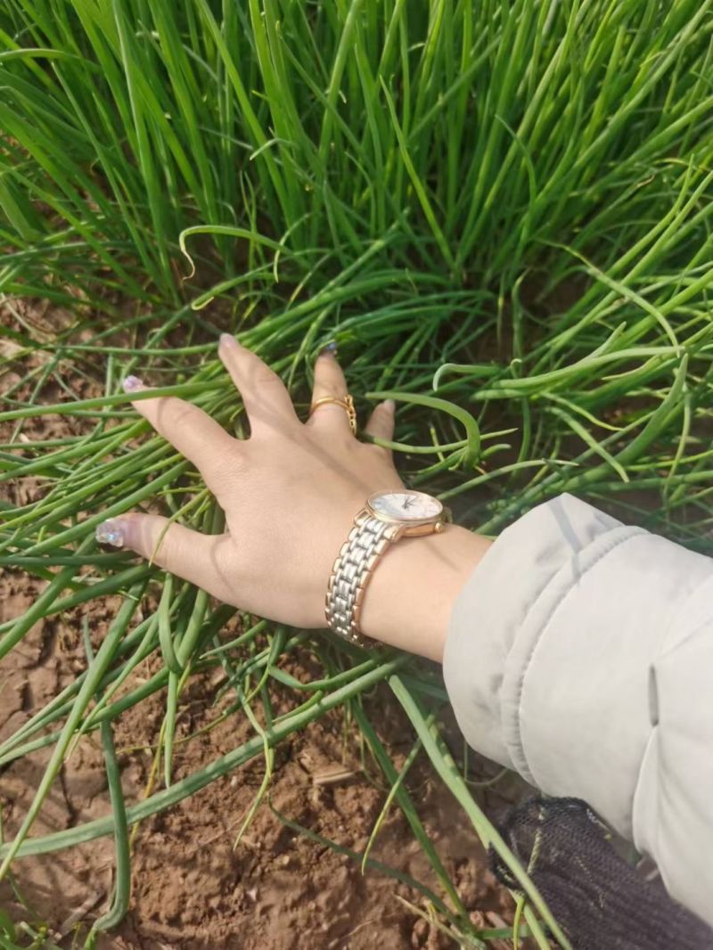 晨宝洋葱苗免费技术指导提供销路正规育苗基地