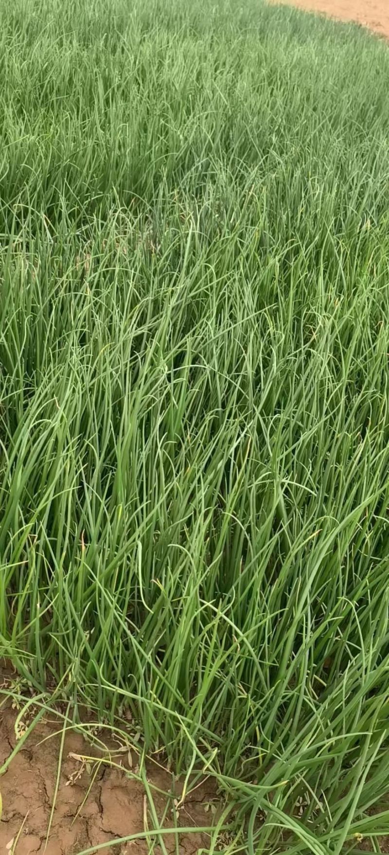 晨宝洋葱苗免费技术指导提供销路正规育苗基地