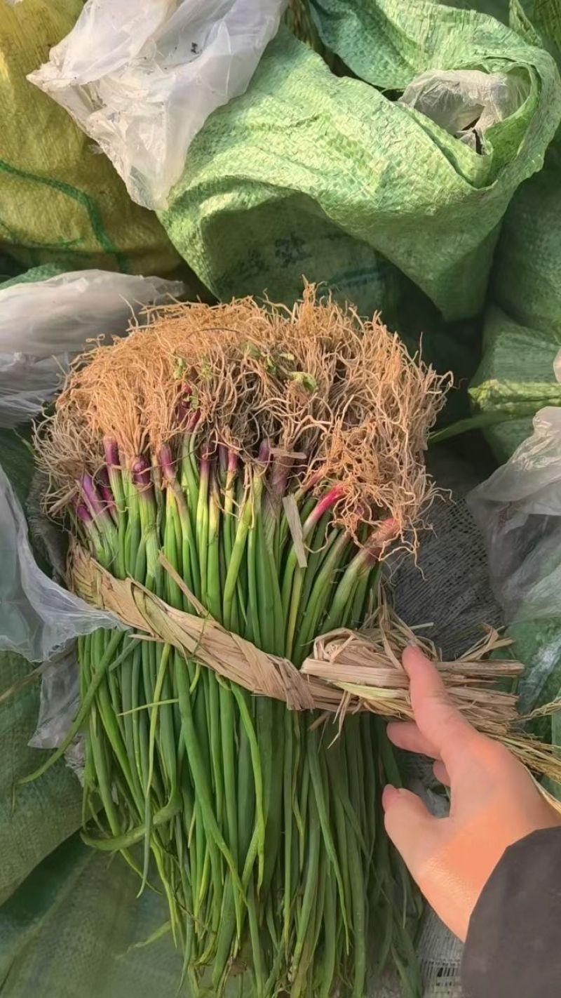 晨宝洋葱苗免费技术指导提供销路正规育苗基地