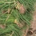 晨宝洋葱苗免费技术指导提供销路正规育苗基地