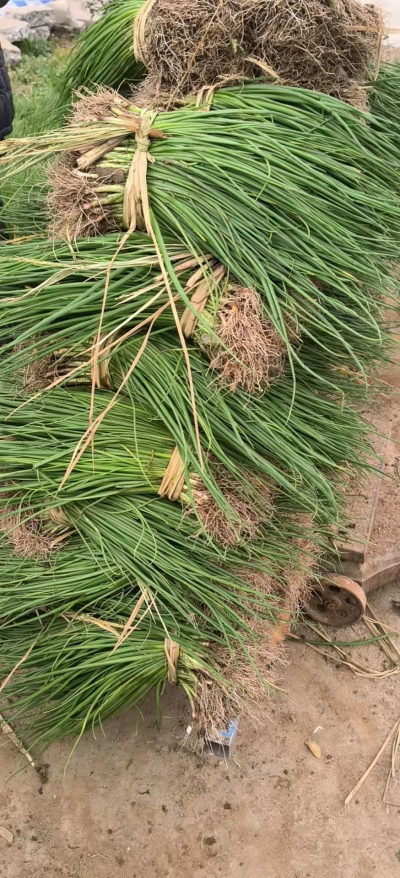 晨宝洋葱苗免费技术指导提供销路正规育苗基地