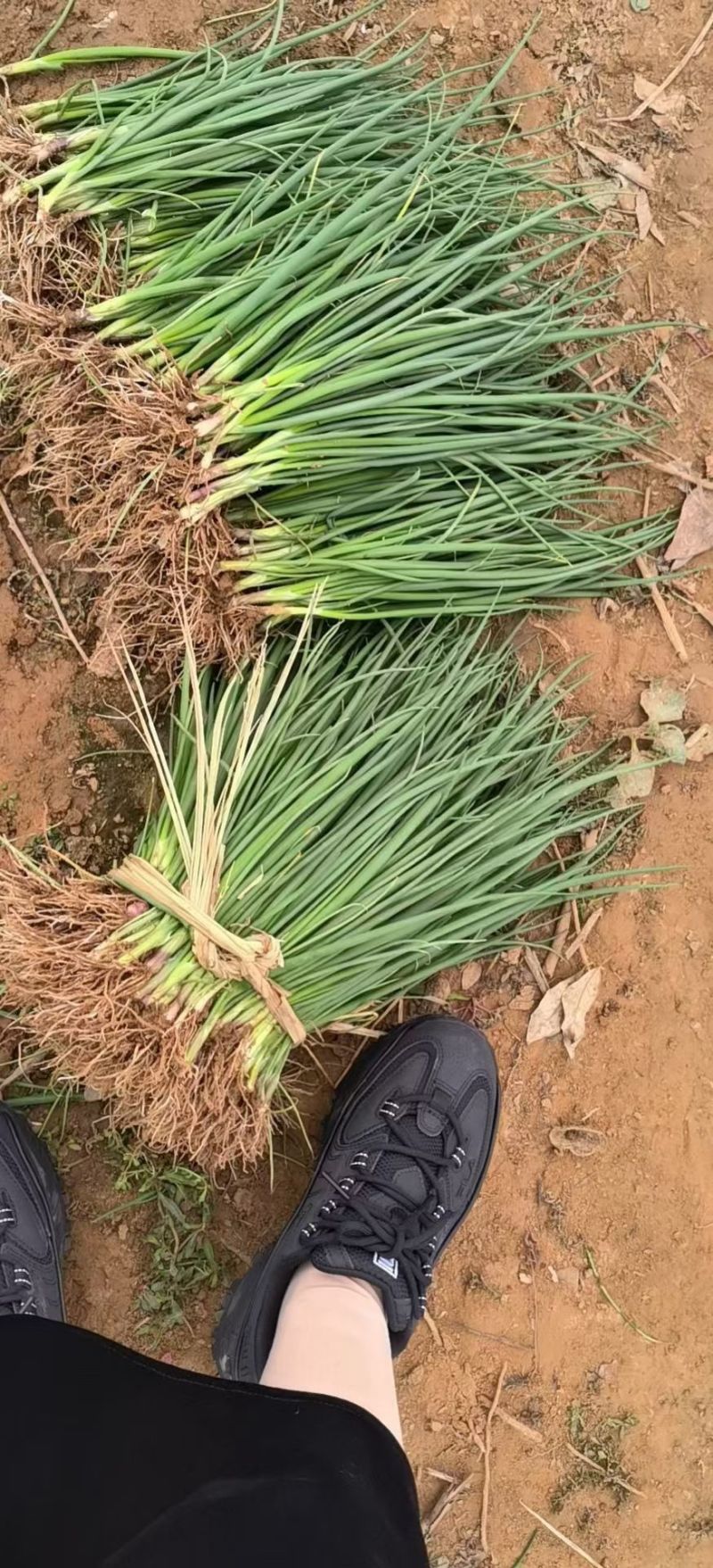 晨宝洋葱苗免费技术指导提供销路正规育苗基地