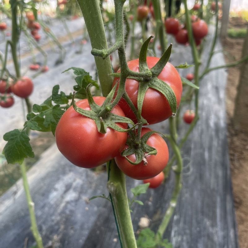 红运958番茄种子早熟耐低温弱光果实高圆苹果型厚皮耐运