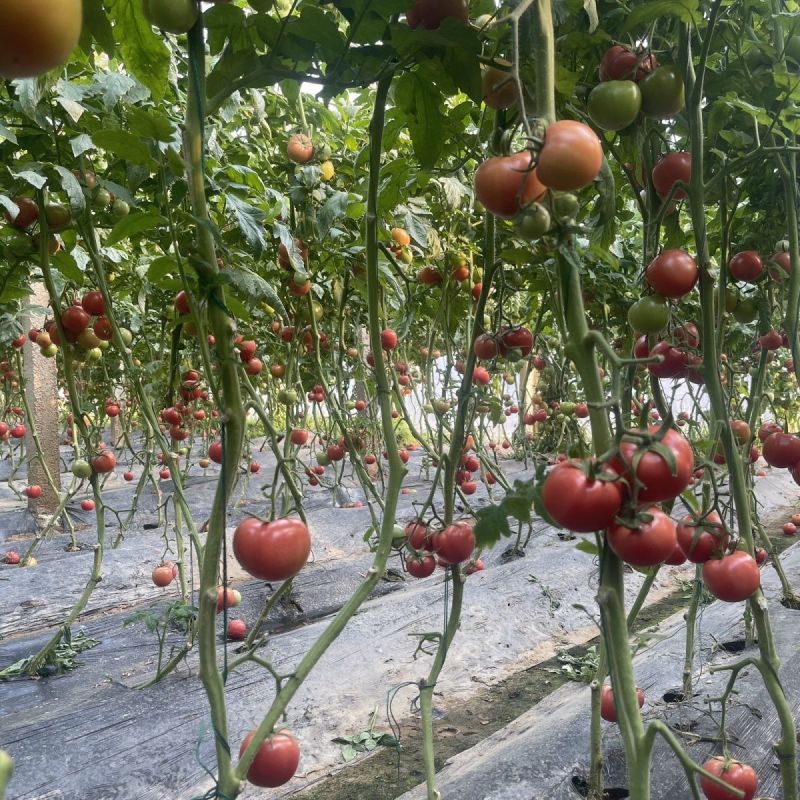 红运958番茄种子早熟耐低温弱光果实高圆苹果型厚皮耐运