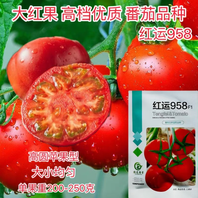 红运958番茄种子早熟耐低温弱光果实高圆苹果型厚皮耐运