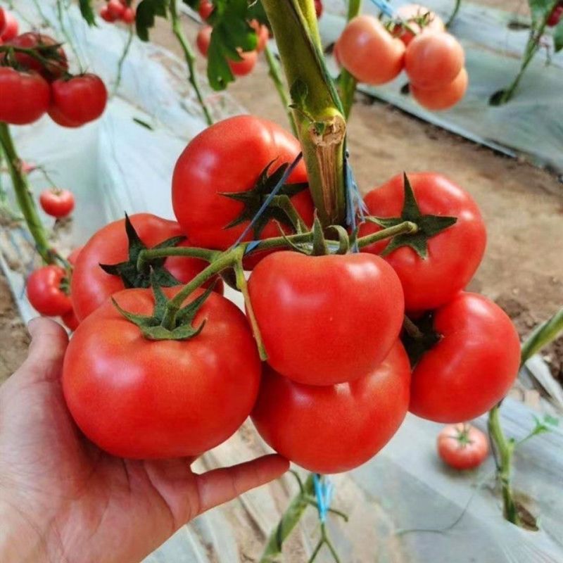 红运958番茄种子早熟耐低温弱光果实高圆苹果型厚皮耐运