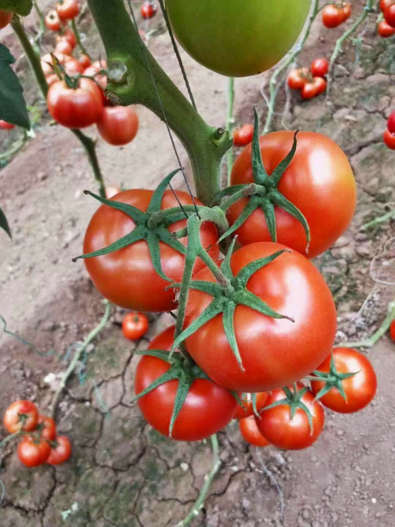 红运958番茄种子早熟耐低温弱光果实高圆苹果型厚皮耐运