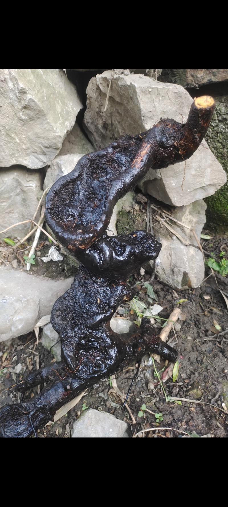 野柿子素材老桩