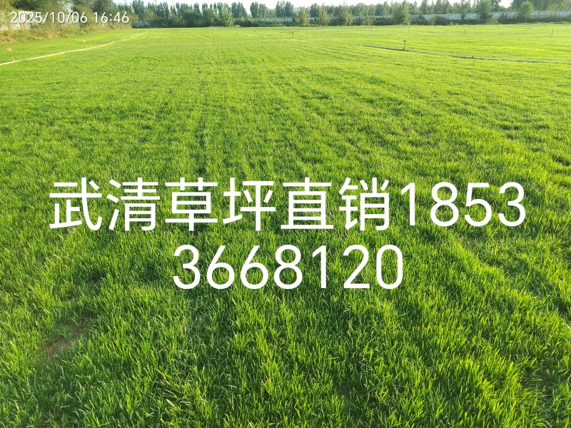 四季青混播草
