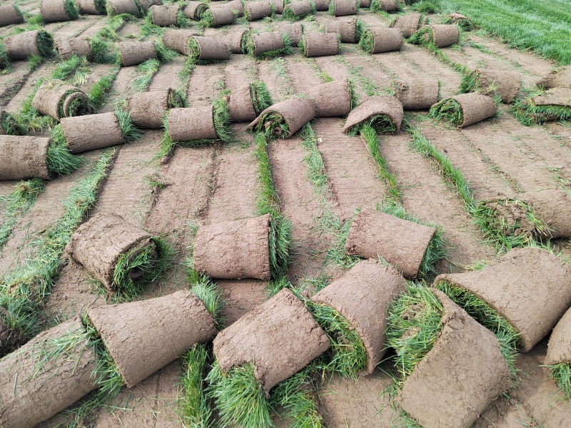 四季青混播草