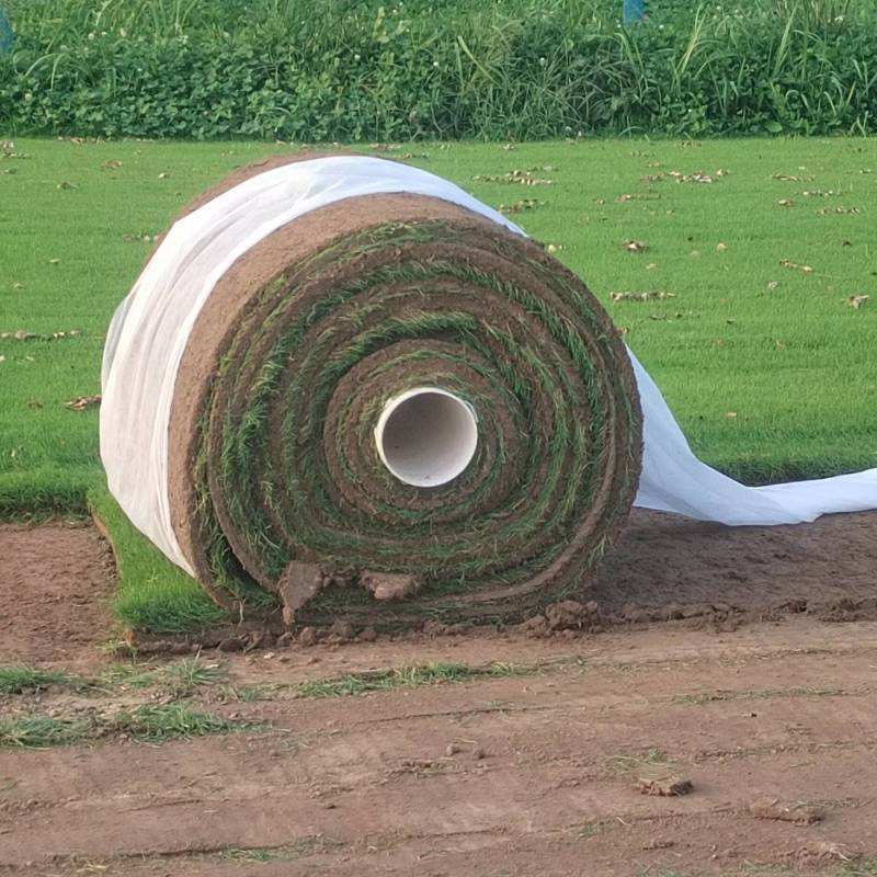 四季青混播草