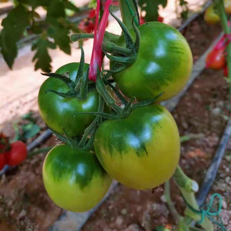 国美草莓番茄种子口感草莓柿子酸甜可口糖度高风味浓口感佳