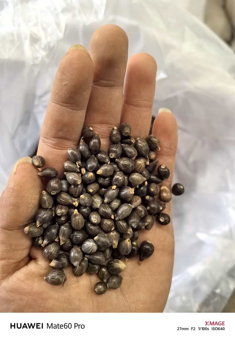 薏仁壳出售可做出口质量保证