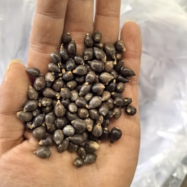薏仁壳出售可做出口质量保证