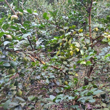 山茶果