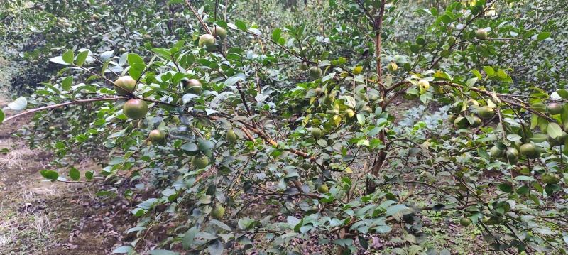 山茶果