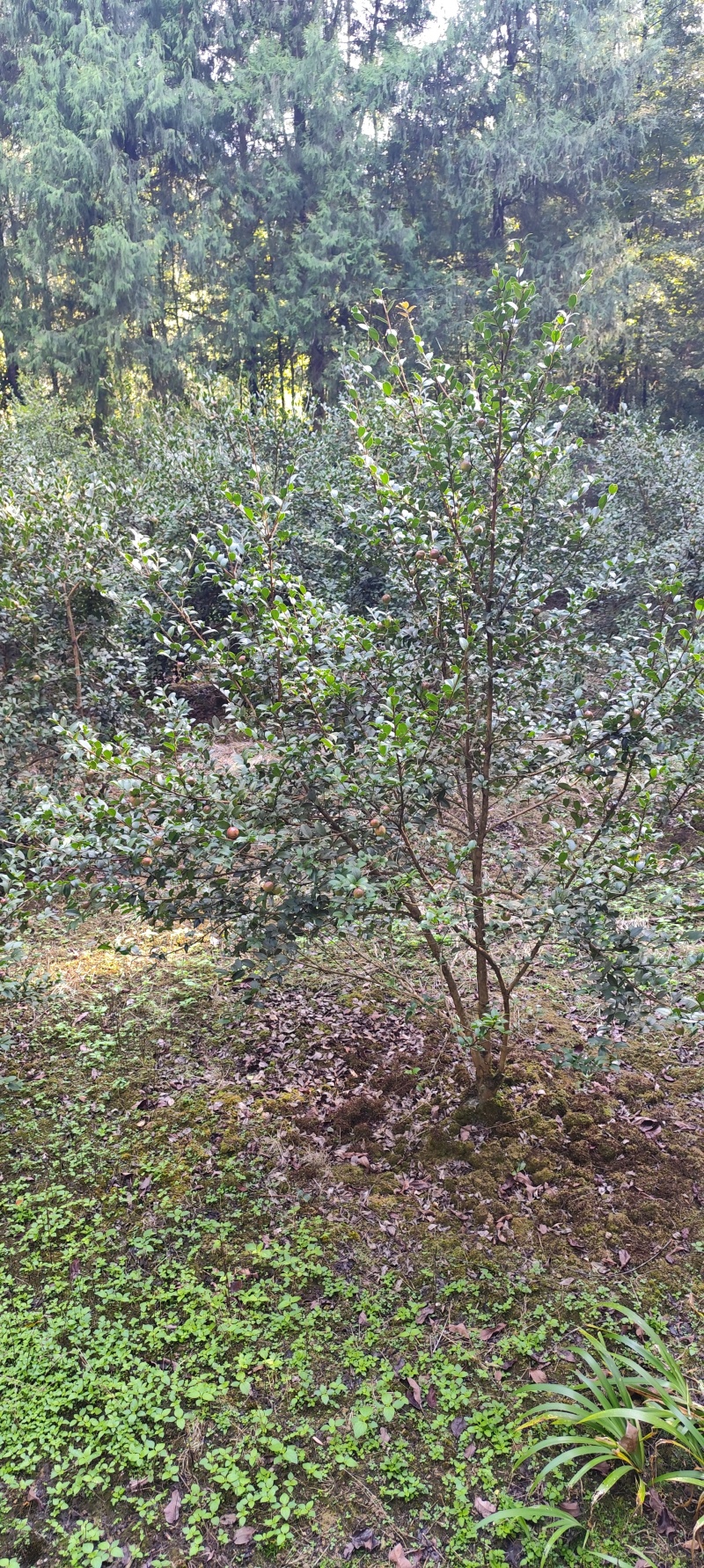 山茶果