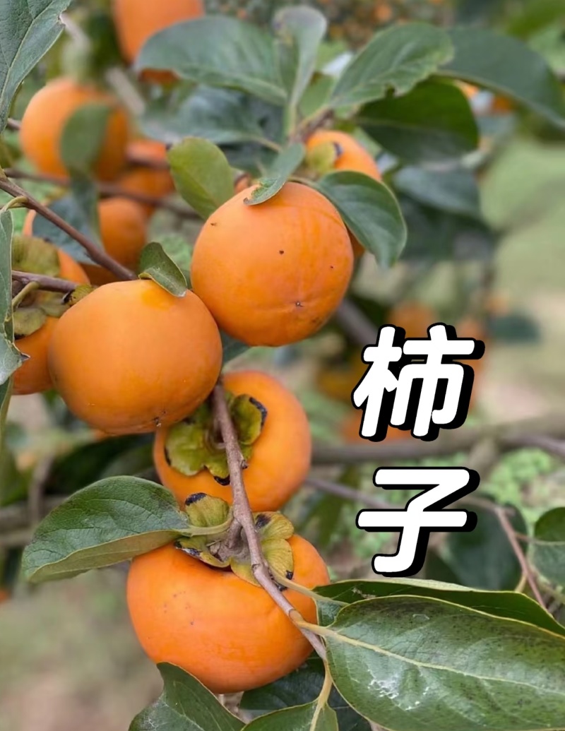 《实力》脆甜柿子产地供货，欢迎咨询来产地对接，车接车送