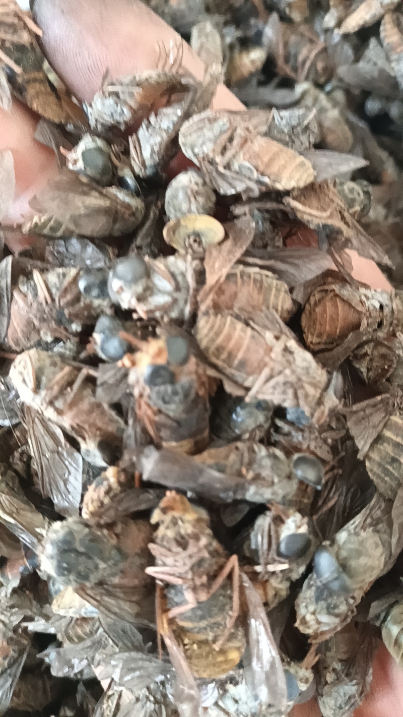 大牛虻虫