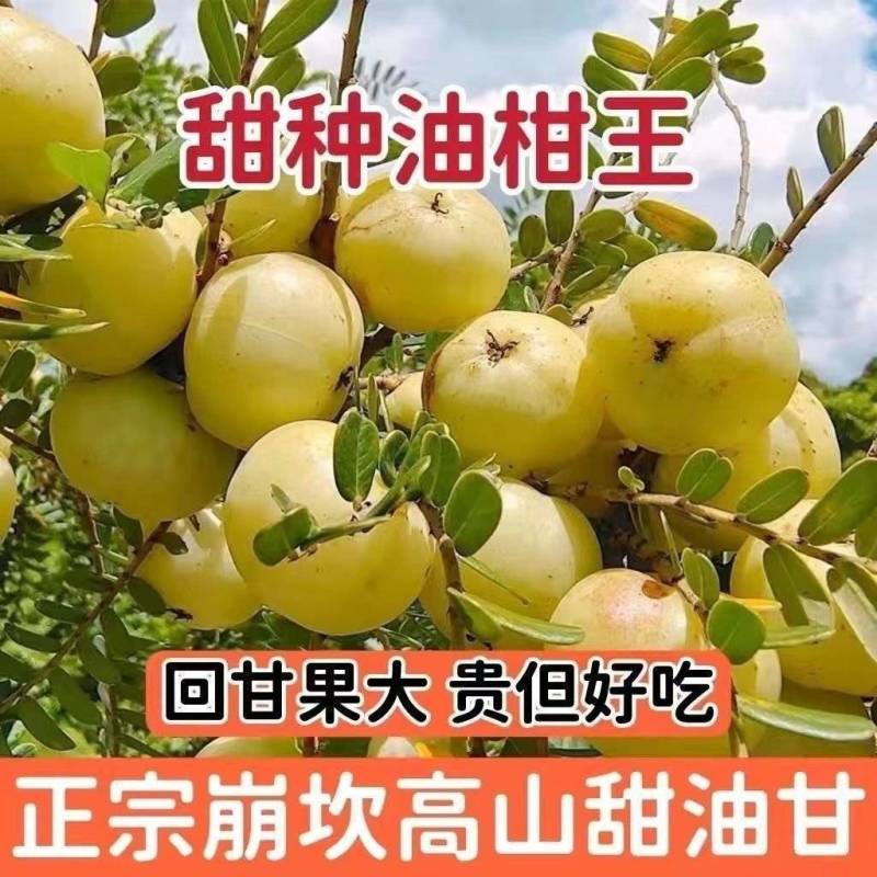 正宗潮汕柿饼甜油甘新鲜油甘果余甘牛甘鲜果子孕妇水果滇橄榄