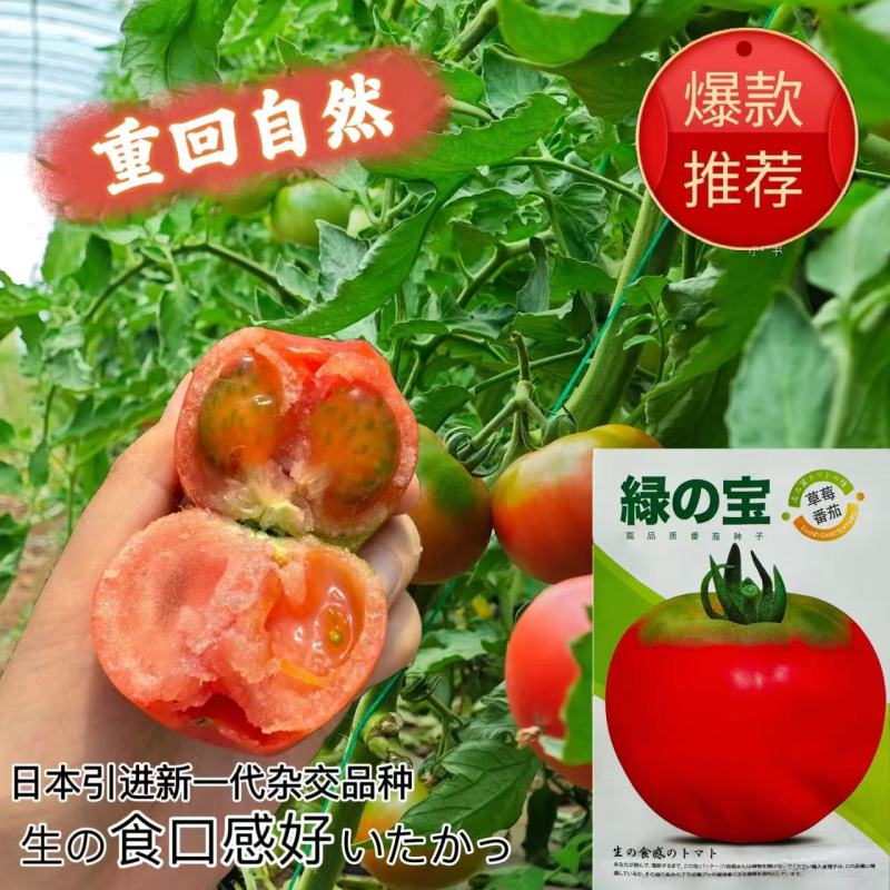 绿宝草莓番茄种子早熟无限生长深粉红高圆型绿肩西红柿种籽春