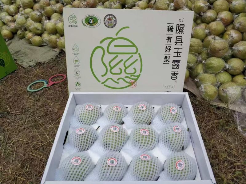 正宗隰县玉露香梨，假一赔百