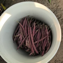 紫袍豆角大量上市