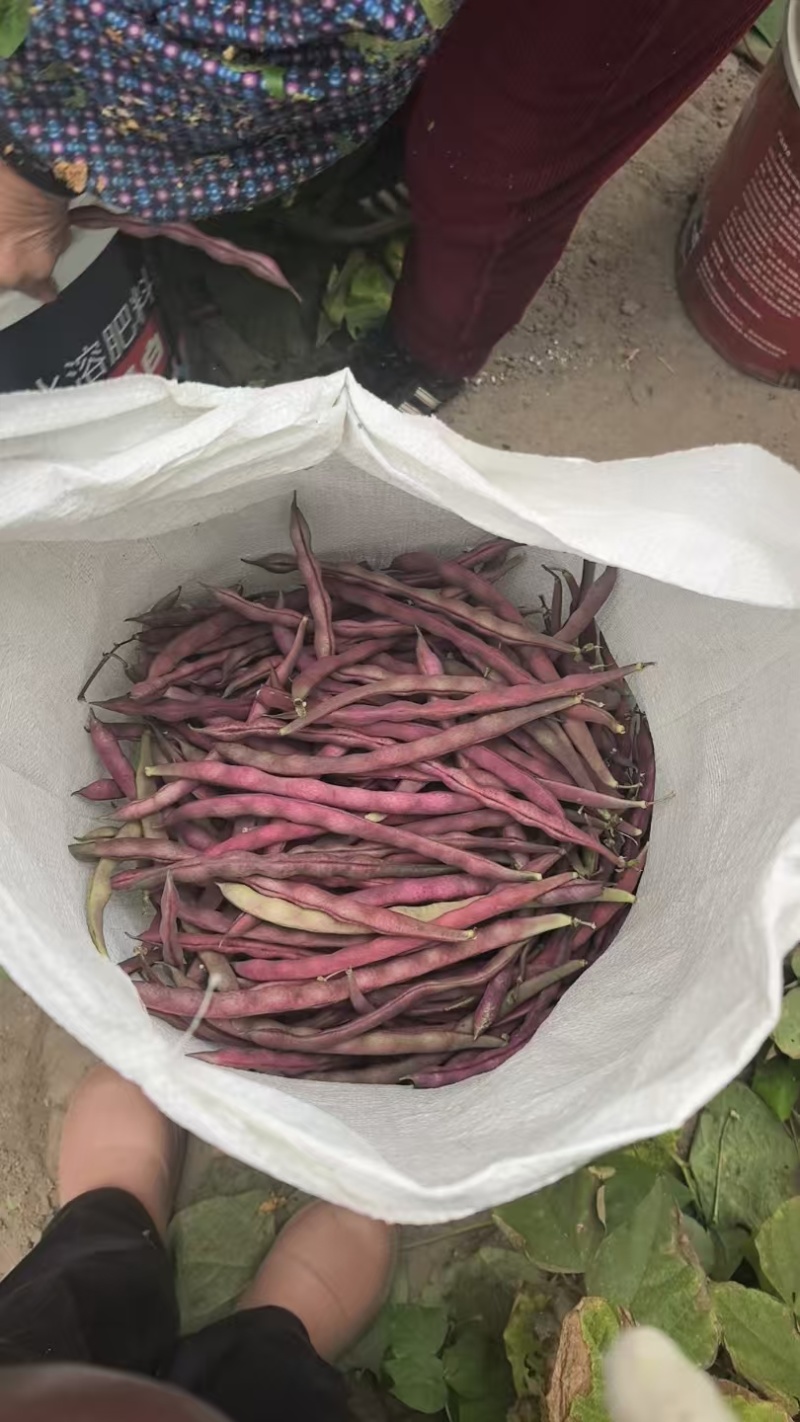 紫袍豆角大量上市