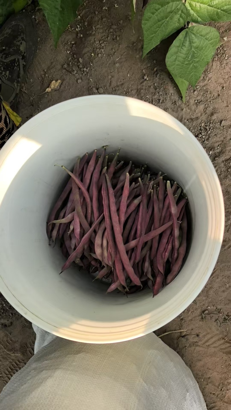 紫袍豆角大量上市