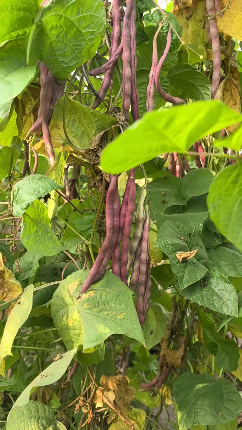 紫袍豆角大量上市