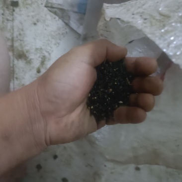 黑藜麦米毛粮