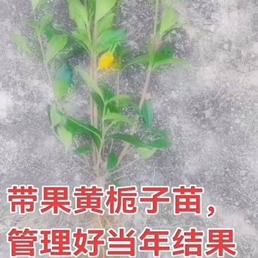 福鼎山栀子苗出售