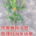 福鼎山栀子苗出售