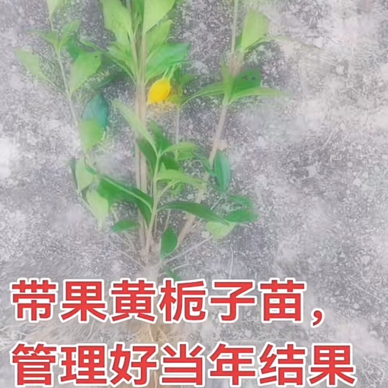 福鼎山栀子苗出售