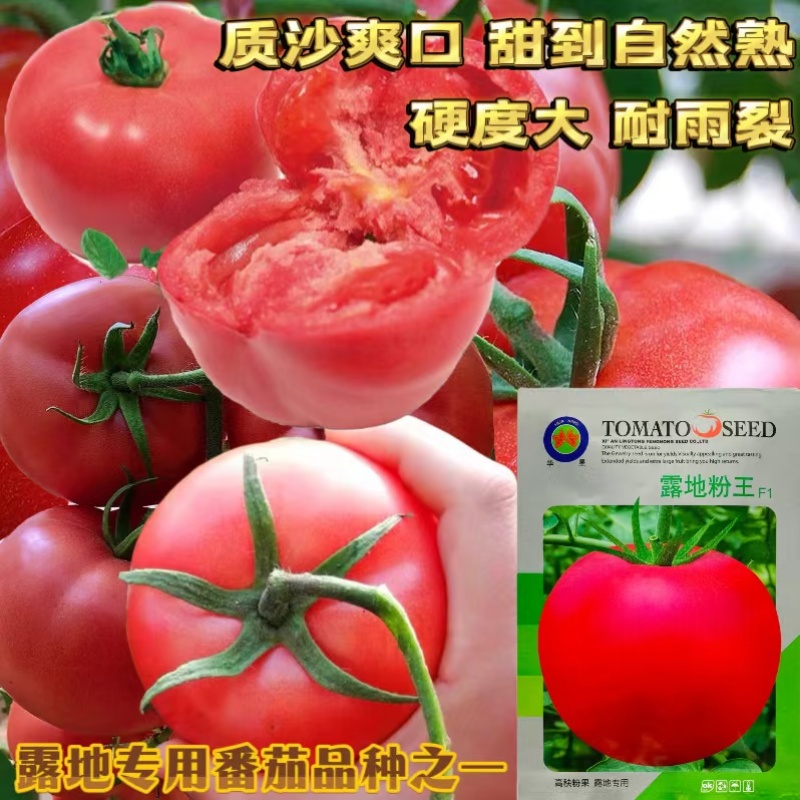 华星露地粉王番茄种子高秧粉果露地专用中早熟厚皮耐裂抗病